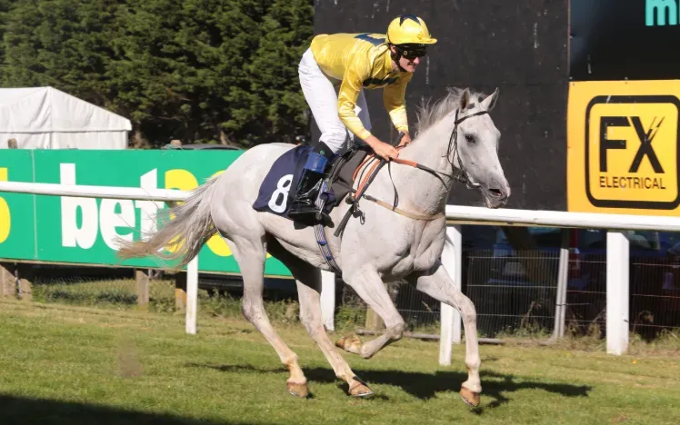 roy rocket brighton festival of racing