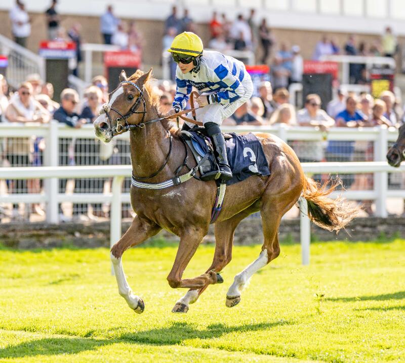 A horse and jockey racing past the betting boards at Brighton