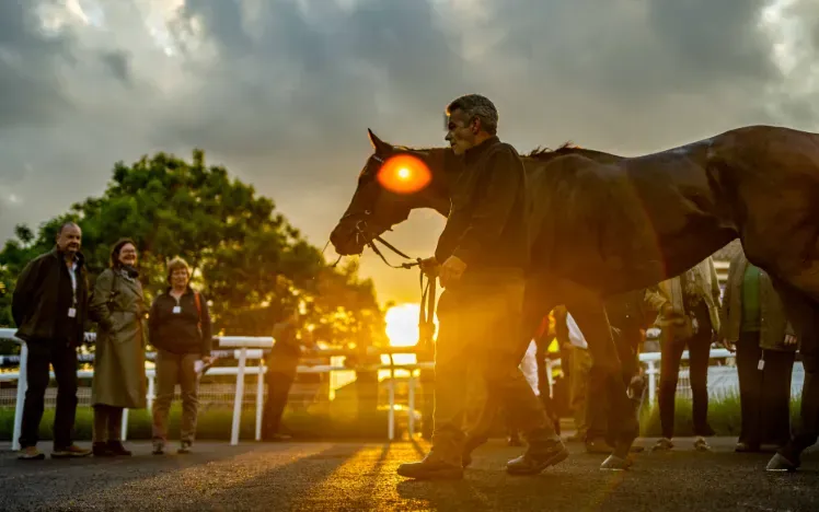 A horse being led around the parade ring at Brighton Races with the sunset behind