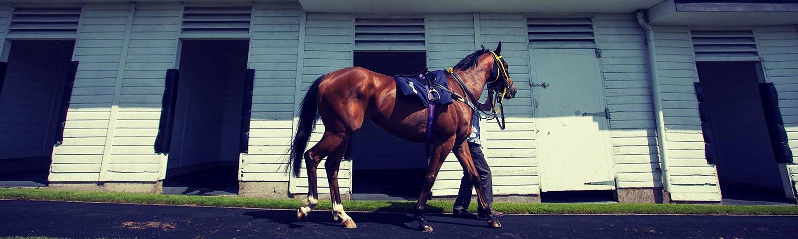 Horse being walked by trainer